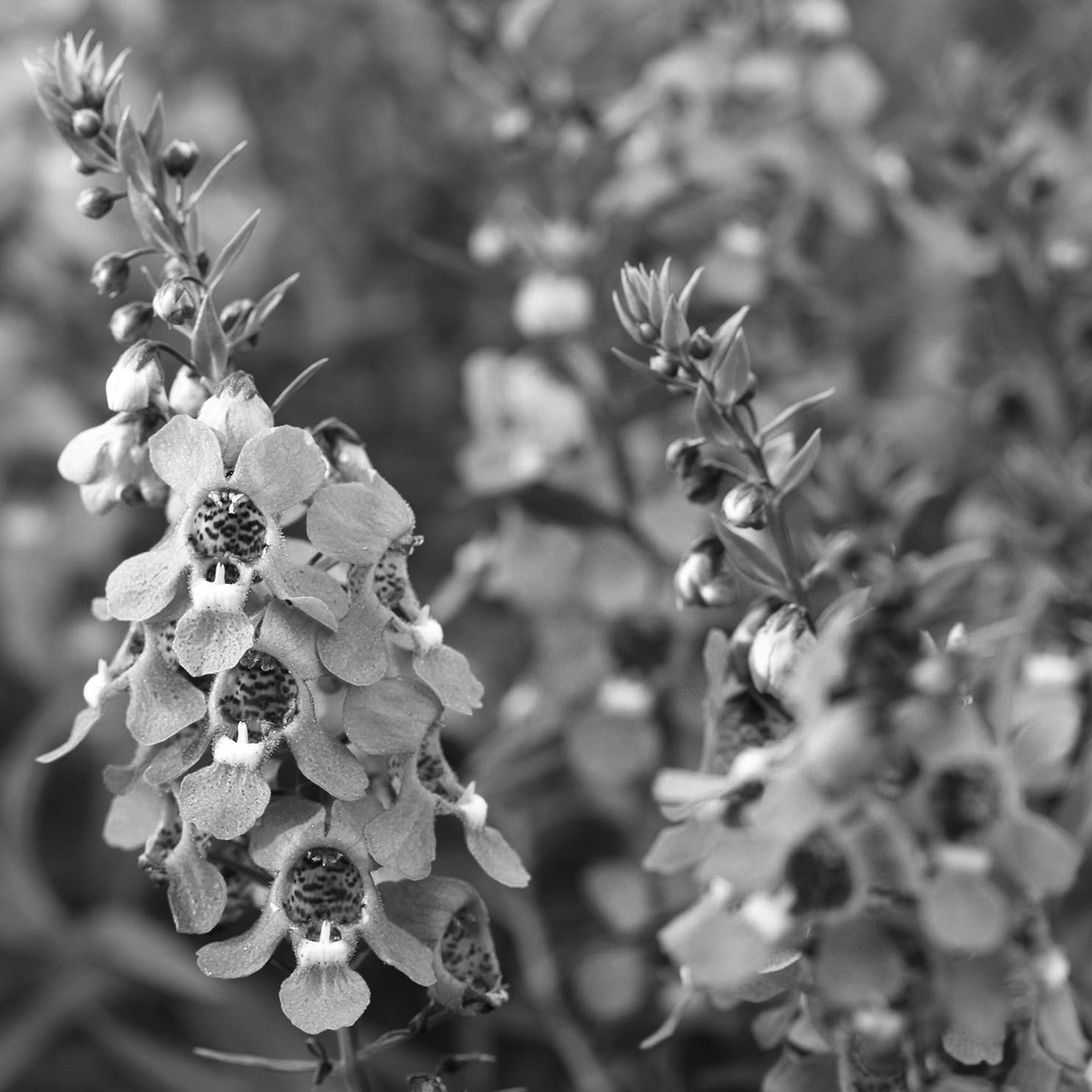 how-to-grow-summer-snapdragon-angelonia-garden-gear-shop