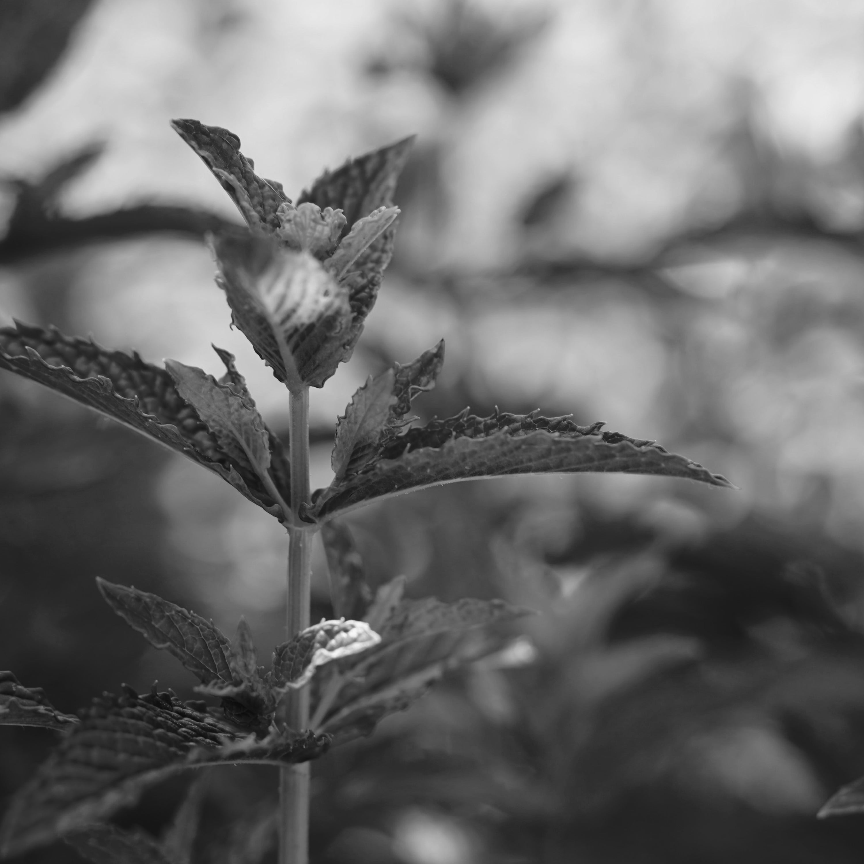 Lemon balm leaves Fields of Yarrow