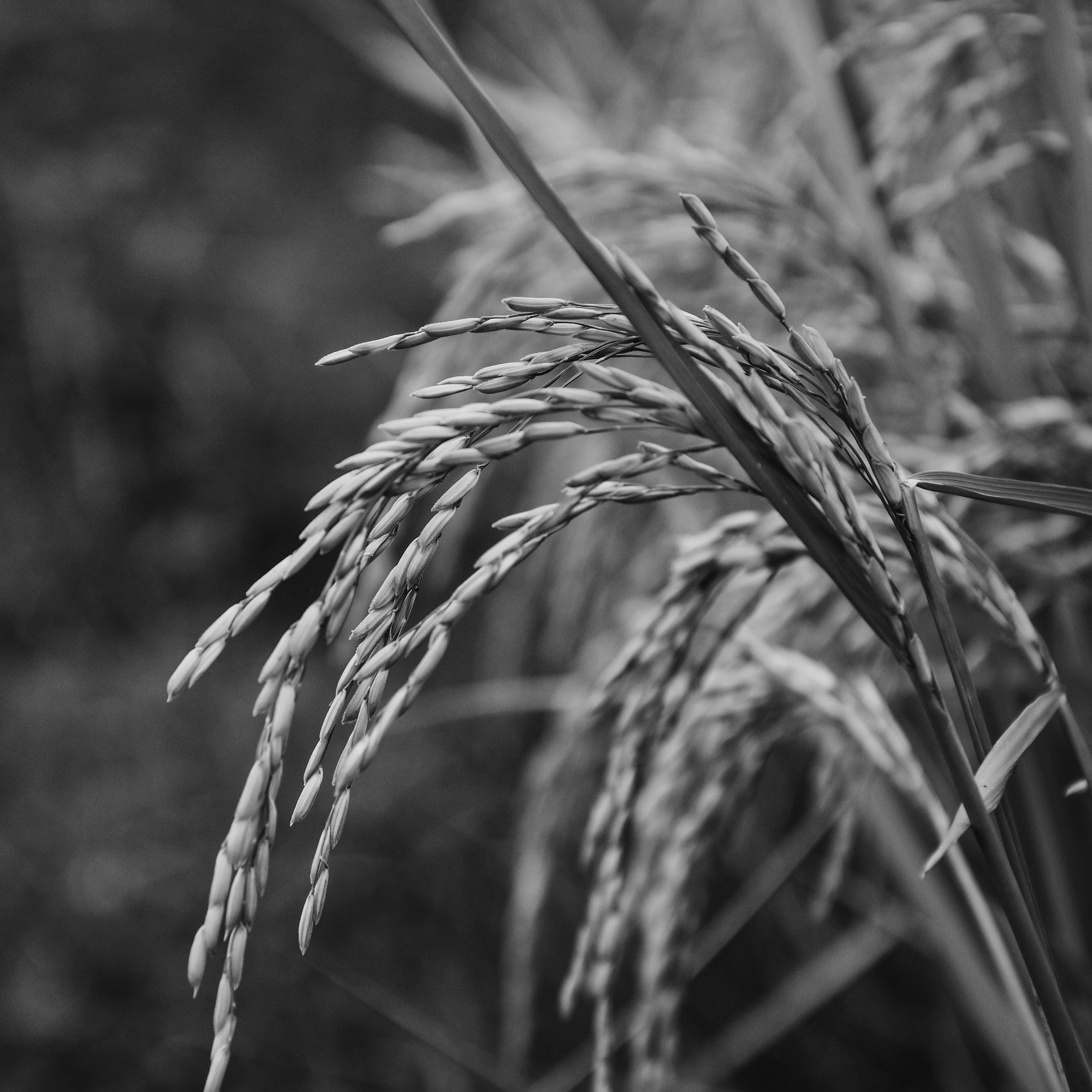 rice-powder-fields-of-yarrow