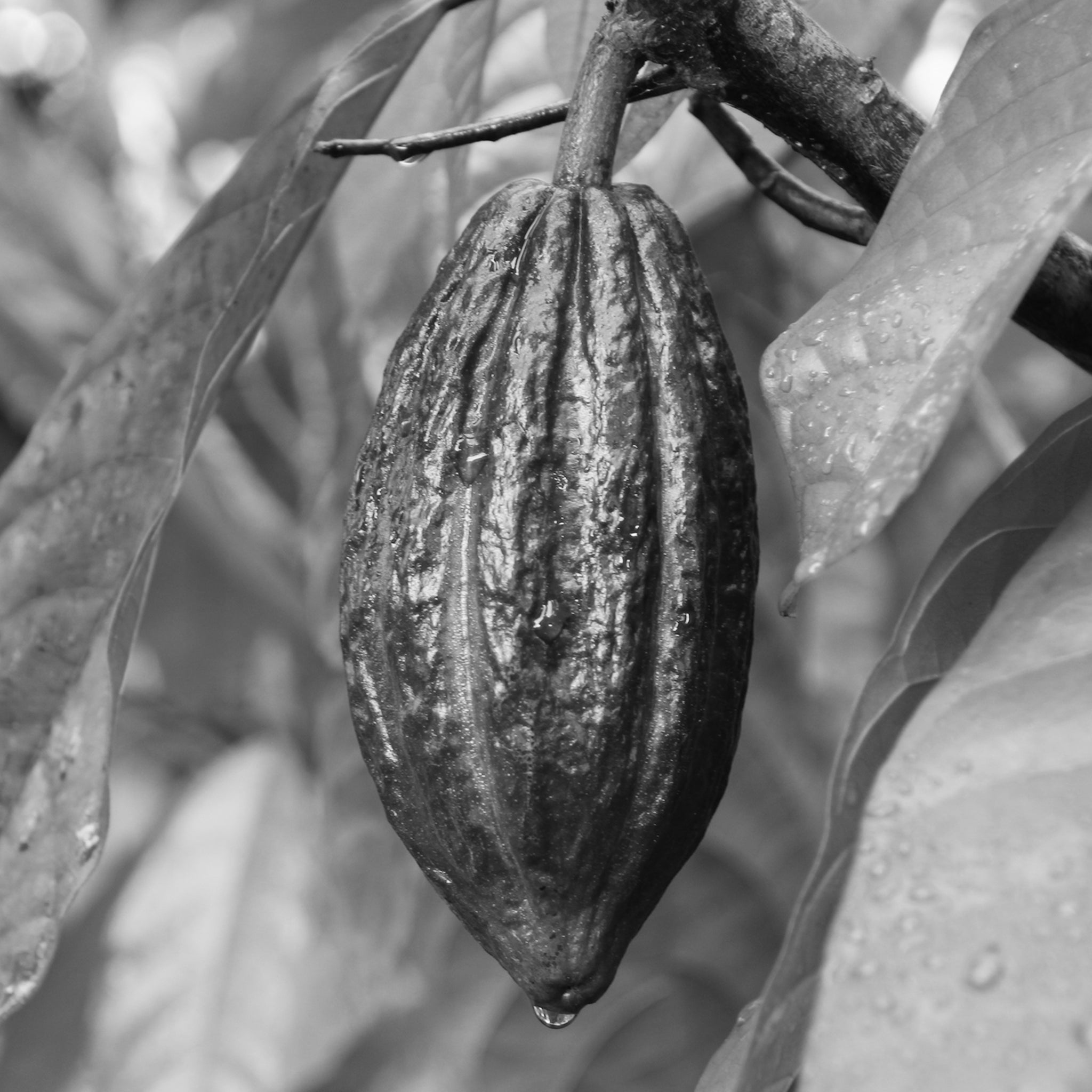 Cacao butter