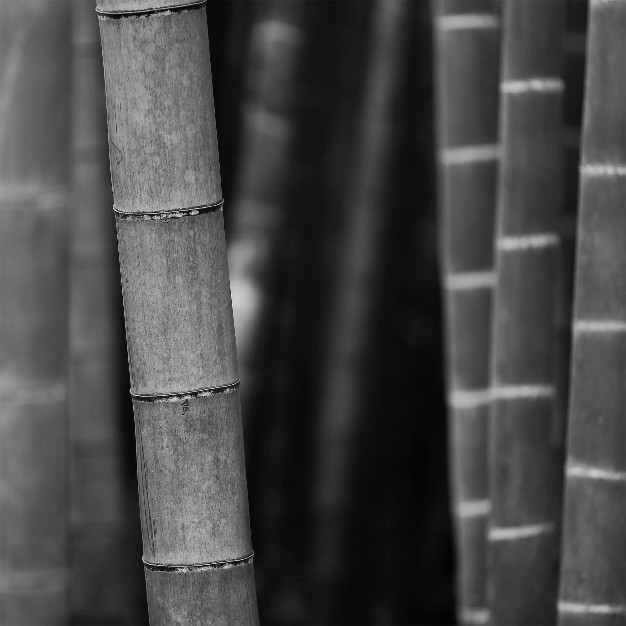 Bamboo stem powder