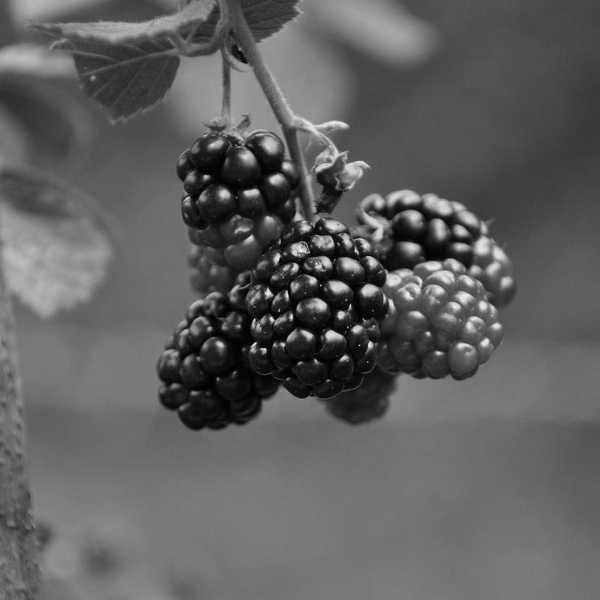 Mulberry extract