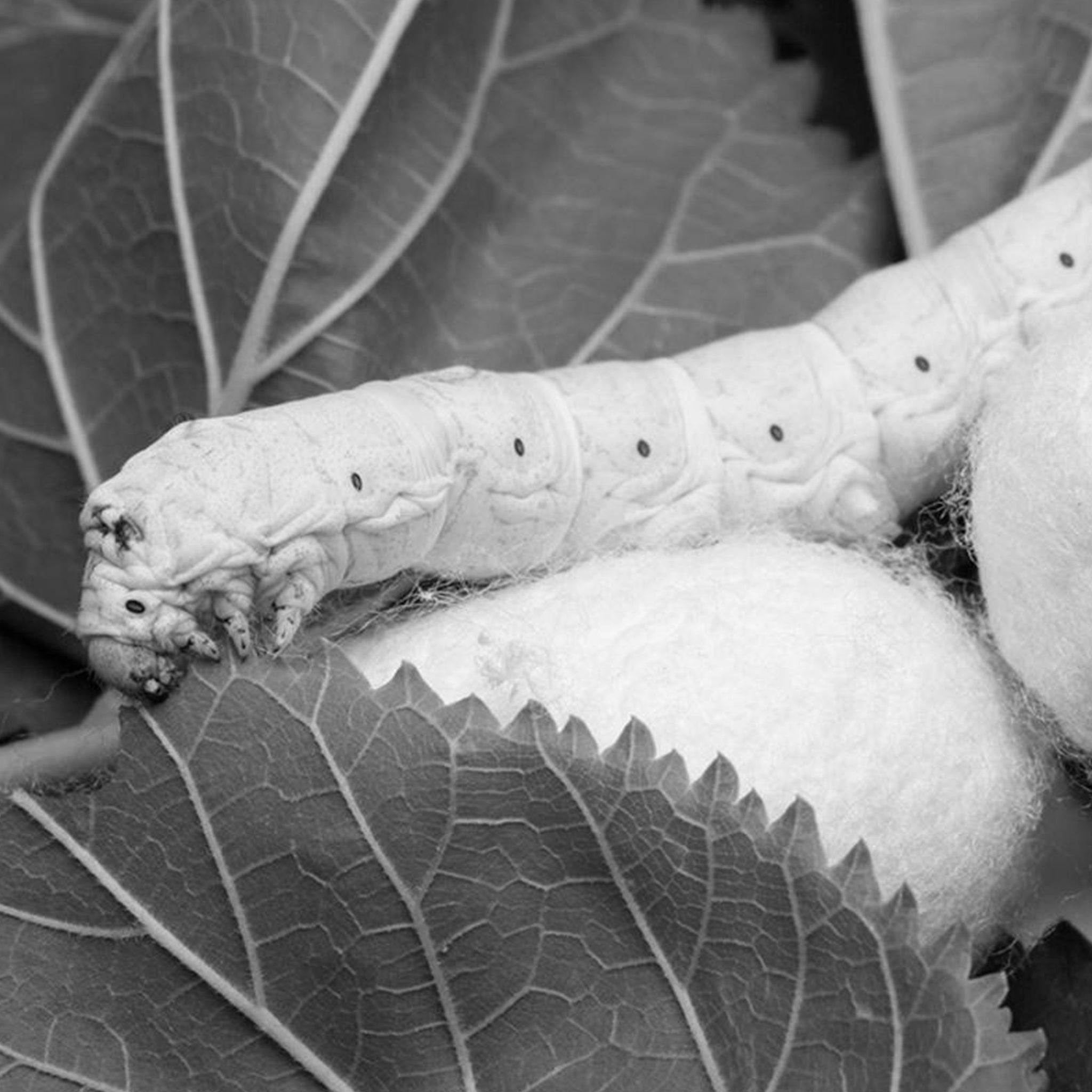 Silkworm cocoon extract