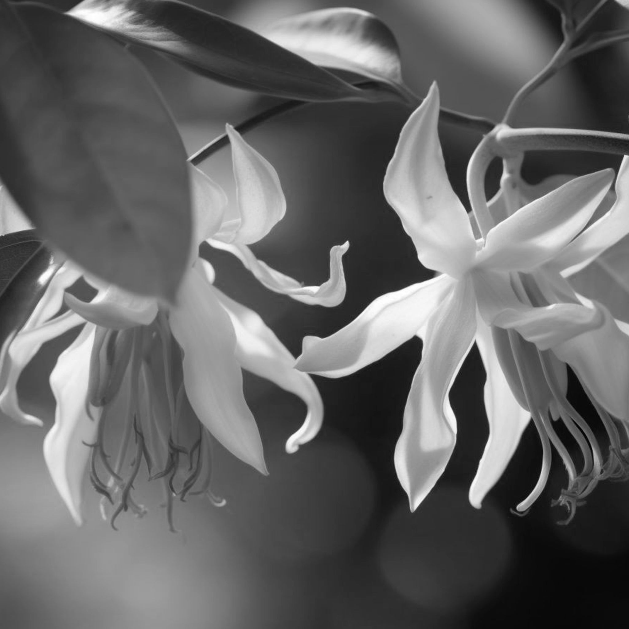 Ylang-ylang flower
